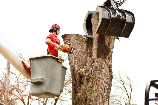 Best Firewood Processing and Delivery  in Washington Park, FL